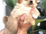 F1 Maltipoo