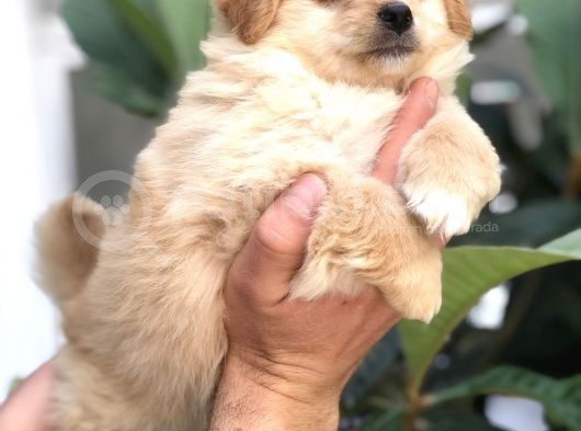 F1 Maltipoo görsel