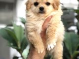 F1 Maltipoo