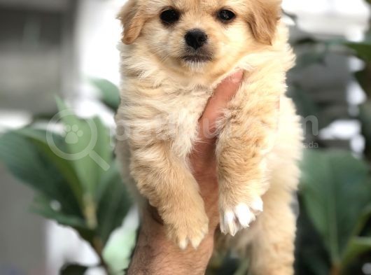 F1 Maltipoo görsel