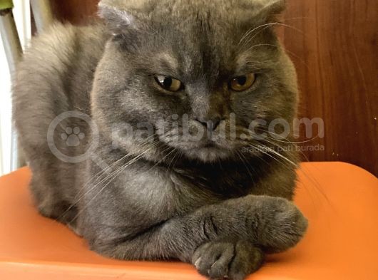 Aa Kalite Safkan Dişi British Shorthair Yavrularımız görsel