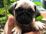 Pug Mops