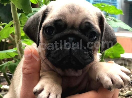 Pug Mops