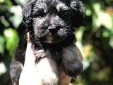 Türkiye'De Tek Yorkiepoo Yavrumuz