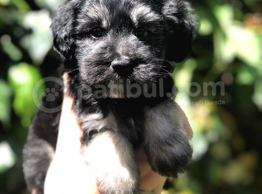 Türkiye'De Tek Yorkiepoo Yavrumuz görsel