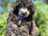 Yakışıklı Silver Toy Poodle Oğlumuz