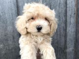 Birbirinden Sevimli Maltipoo Bebekler