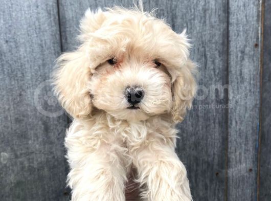 Birbirinden Sevimli Maltipoo Bebekler görsel