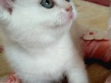 Scottish Shorthair