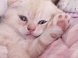 Scottish Shorthair