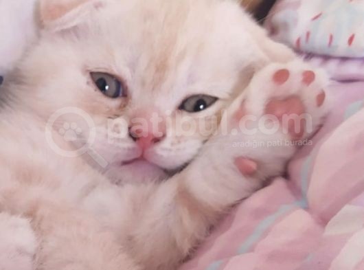 Scottish Shorthair görsel