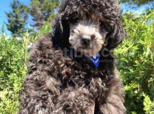 Yakışıklı Silver Toy Poodle Oğlumuz görsel
