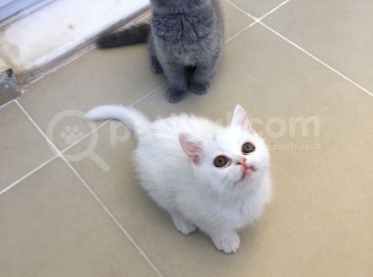 British Shorthair görsel