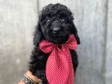 Micro Chipli Pasaportlu Toy Poodle Siyah Inci