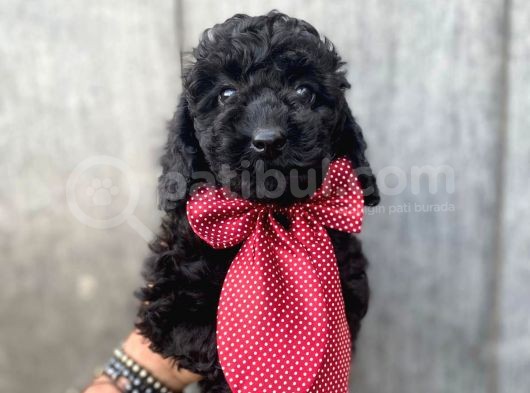 Micro Chipli Pasaportlu Toy Poodle Siyah Inci görsel