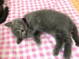 Aa Kalite Safkan Dişi British Shorthair Yavrularımız