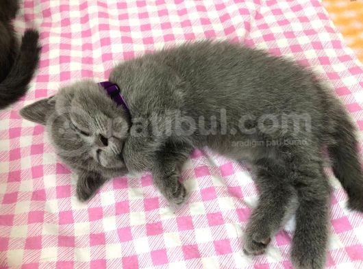 Aa Kalite Safkan Dişi British Shorthair Yavrularımız görsel
