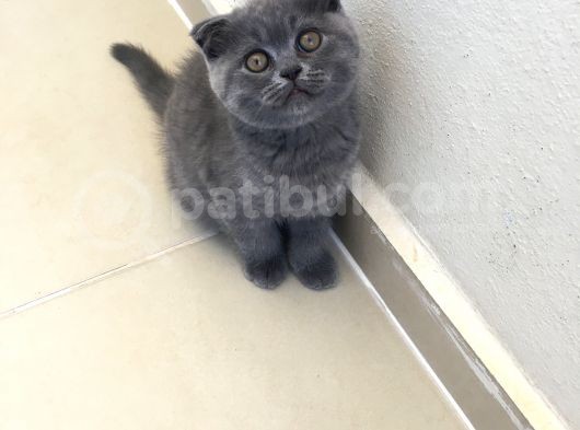 British Shorthair görsel