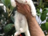 Scottish Fold Beyaz Yavrularımız