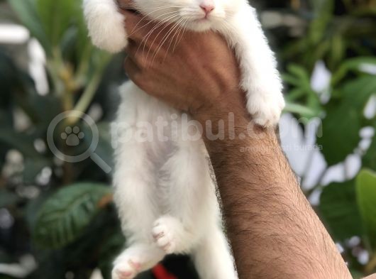 Scottish Fold Beyaz Yavrularımız görsel