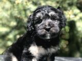 Türkiye'de Tek Yorkiepoo Yavrumuz