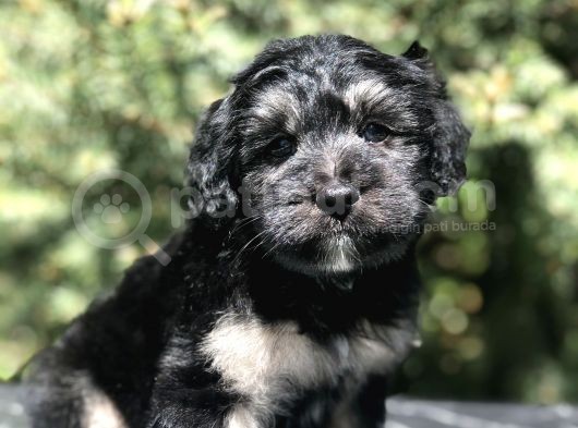 Türkiye'De Tek Yorkiepoo Yavrumuz