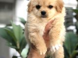 F1 Maltipoo