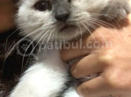 Acil Satılık  görsel