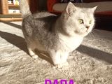 Kedi Değil Özel Genetik Kedi İsteyenlere Ns11