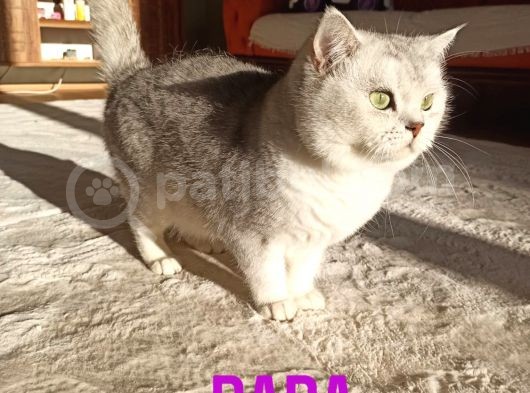 Kedi Değil Özel Genetik Kedi İsteyenlere Ns11 görsel