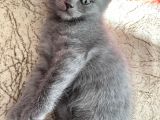Aa Kalite Safkan Dişi British Shorthair Yavrularımız
