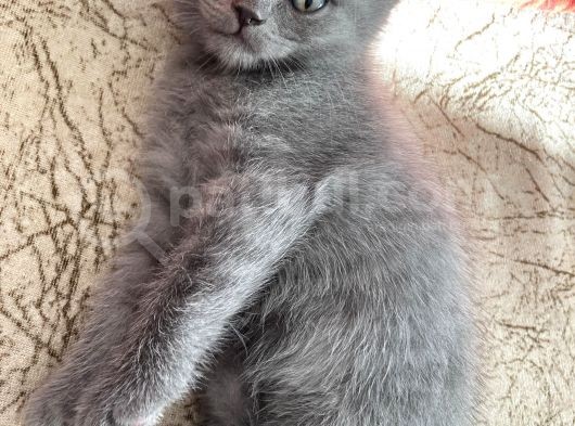 Aa Kalite Safkan Dişi British Shorthair Yavrularımız görsel