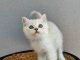 Kedi Değil Özel Genetik Kedi İsteyenlere Ns11