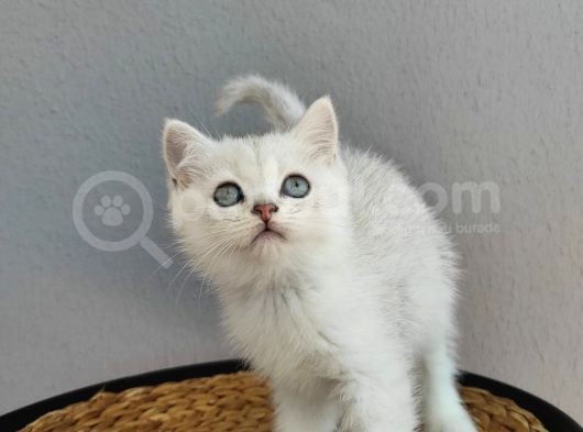 Kedi Değil Özel Genetik Kedi İsteyenlere Ns11 görsel