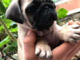Pug Mops