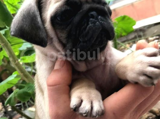 Pug Mops görsel