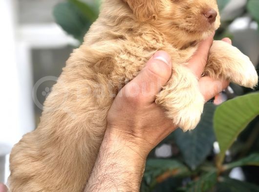 F1 Maltipoo görsel