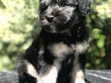 Türkiye'De Tek Yorkiepoo Yavrumuz