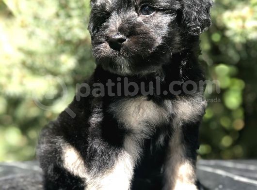 Türkiye'De Tek Yorkiepoo Yavrumuz görsel