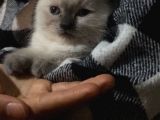 Acil Satılık 