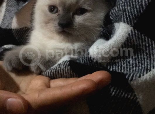 Acil Satılık  görsel