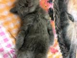 Aa Kalite Safkan Dişi British Shorthair Yavrularımız