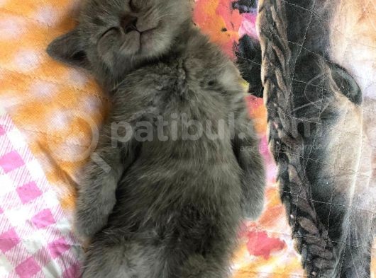 Aa Kalite Safkan Dişi British Shorthair Yavrularımız görsel