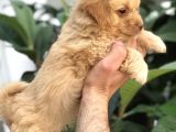 F1 Maltipoo