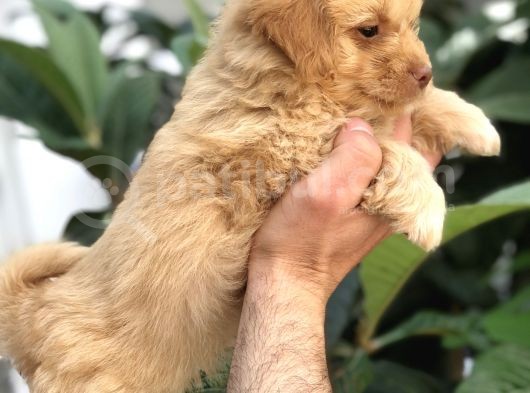 F1 Maltipoo görsel
