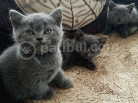 Aa Kalite Safkan Dişi British Shorthair Yavrularımız