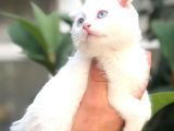 Scottish Fold Beyaz Yavrularımız