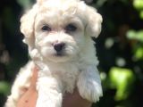 Bal Rengi Özel Irk Maltipoo