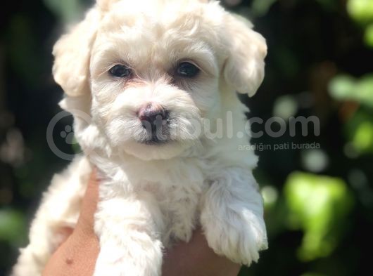 Bal Rengi Özel Irk Maltipoo