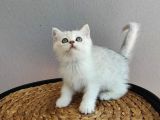 Kedi Değil Özel Genetik Kedi İsteyenlere Ns11